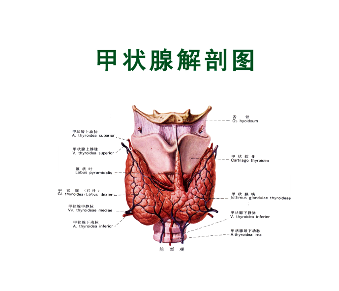 解刨图.png